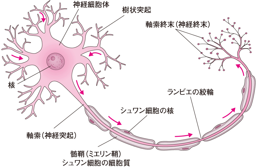 中枢神経と末梢神経｜感じる・考える（2） | 看護roo![カンゴルー]