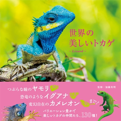 世界の美しいトカゲ Lizard : 加藤英明 | HMV&BOOKS online