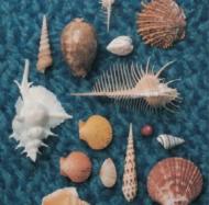 スピッツ LIVE映像作品『JAMBOREE 3 “小さな生き物”』7月1日発売決定