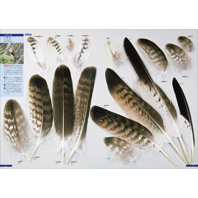 原寸大写真図鑑 羽 増補改訂第2版 : 叶内拓哉 | HMV&BOOKS online