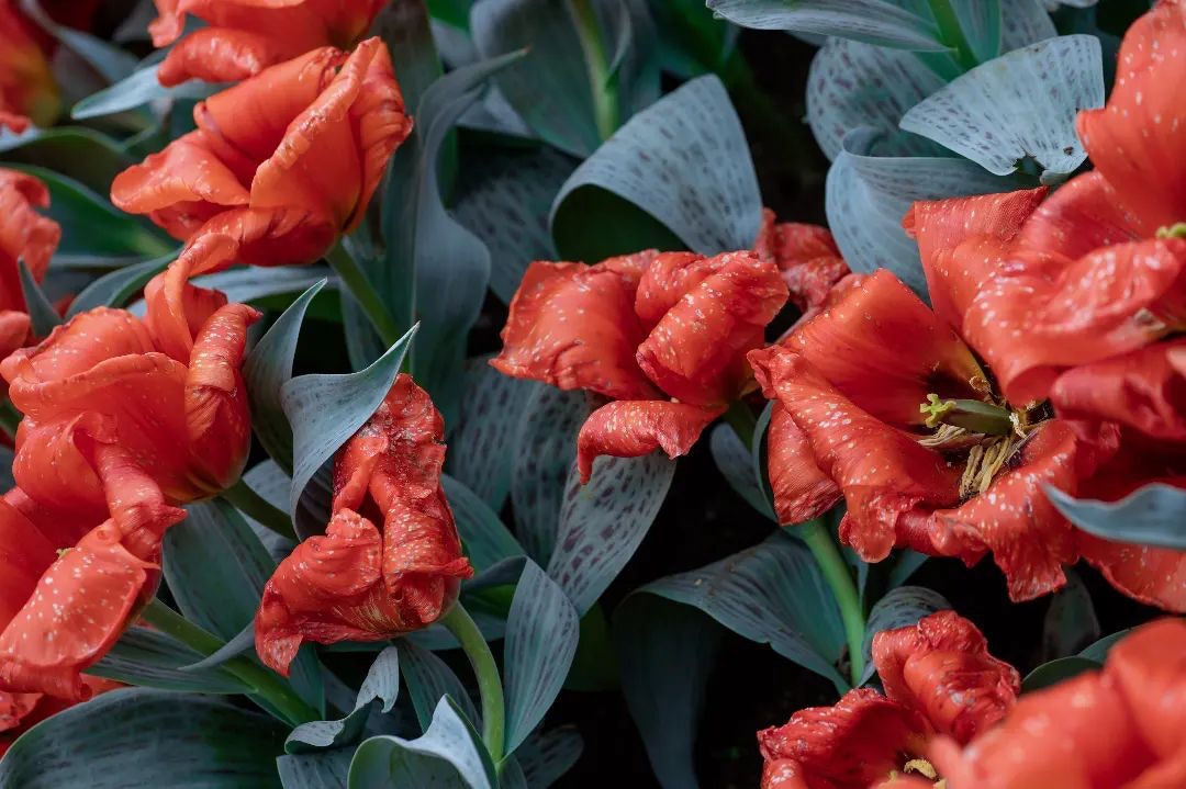 Nikon AF-S VR Micro-Nikkor 105mm f/2.8G IF-EDを徹底解説。作例から