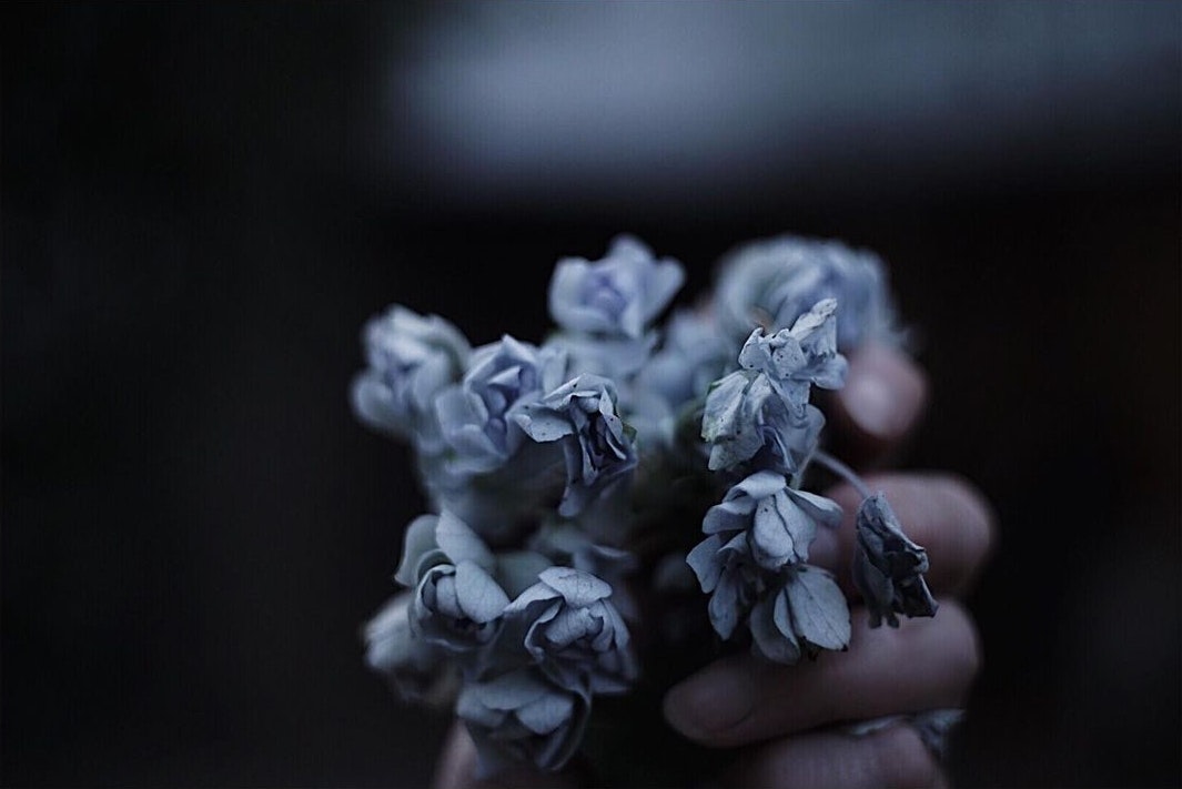 Carl Zeiss Jena MC Pancolar 50mm F1.8を徹底解説。作例から中古相場