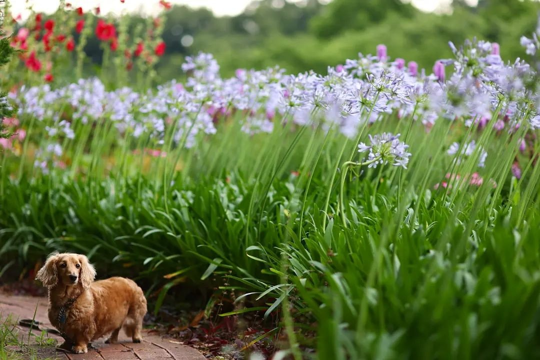 Canon EF100mm F2 USMを徹底解説。作例からレビューまで | ONE SCENE