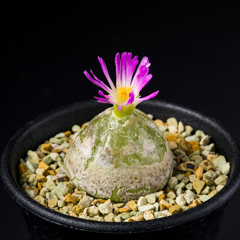 フェロカクタス'黄金冠'の基本情報・育て方｜多肉植物・サボテン図鑑