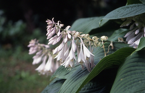 ギボウシ（ホスタ）の種類（原種、品種）｜植物図鑑｜みんなの趣味の