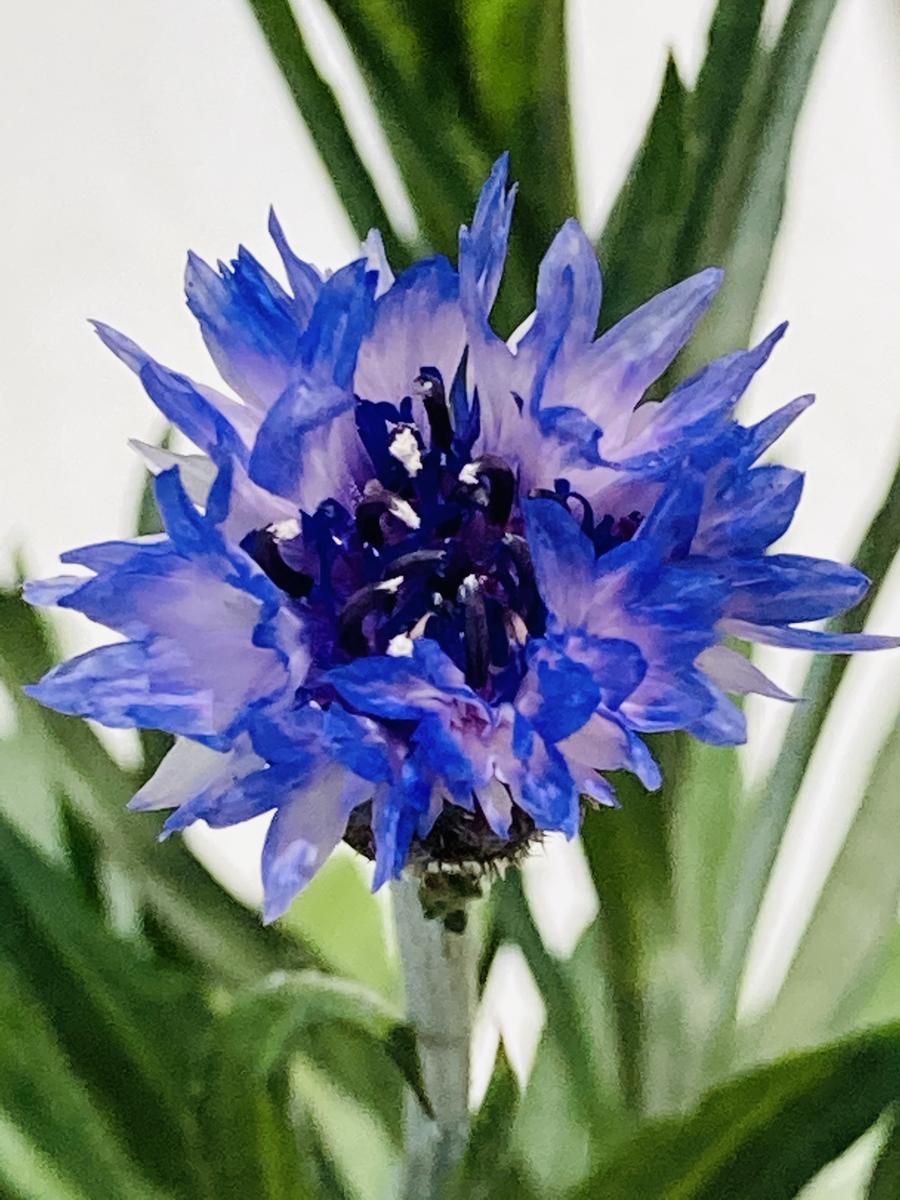 矢車草チャレンジ2021🎵｜そだレポ（栽培レポート）bymasaさん