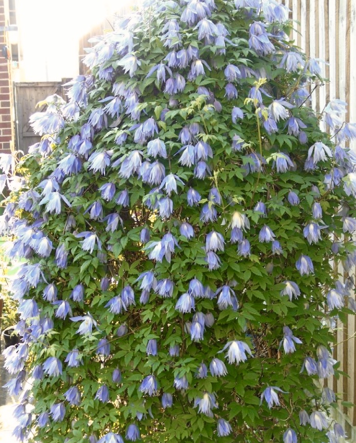 クレマチス マクロペタラウェッセルトンの変遷｜そだレポ（栽培