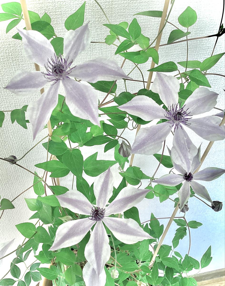 新品種クレマチス「風の方位」を病気に強い方法で育てる｜そだレポ