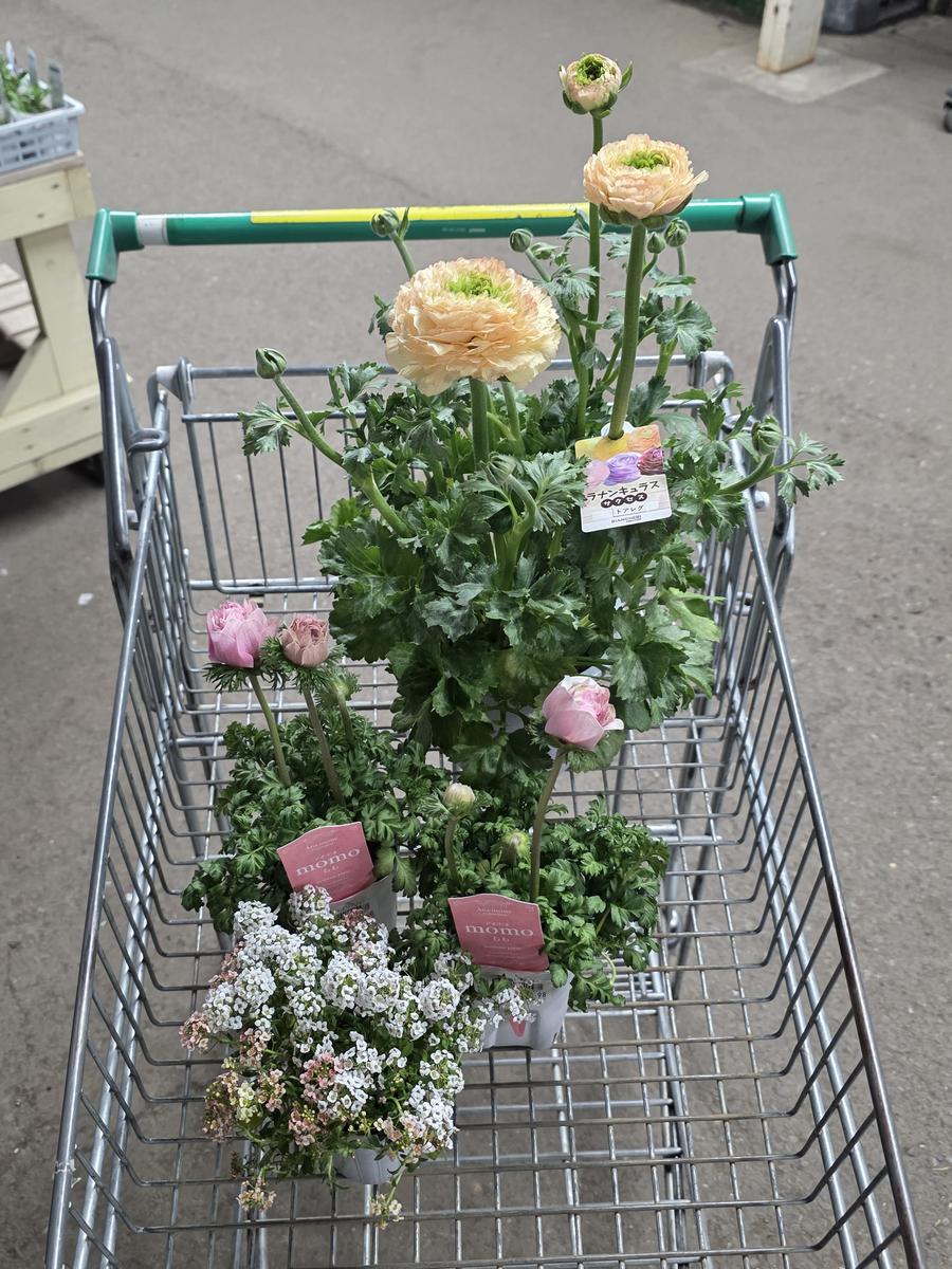 ラナンキュラスサクセス】トアレグの1年間｜そだレポ（栽培レポート