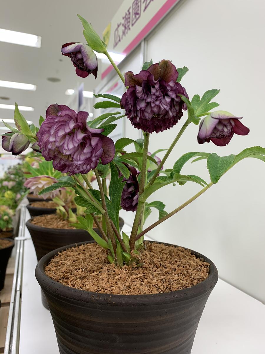 クレオパトラ/広瀬園芸「2020.2.21クリスマスローズの世界展」の