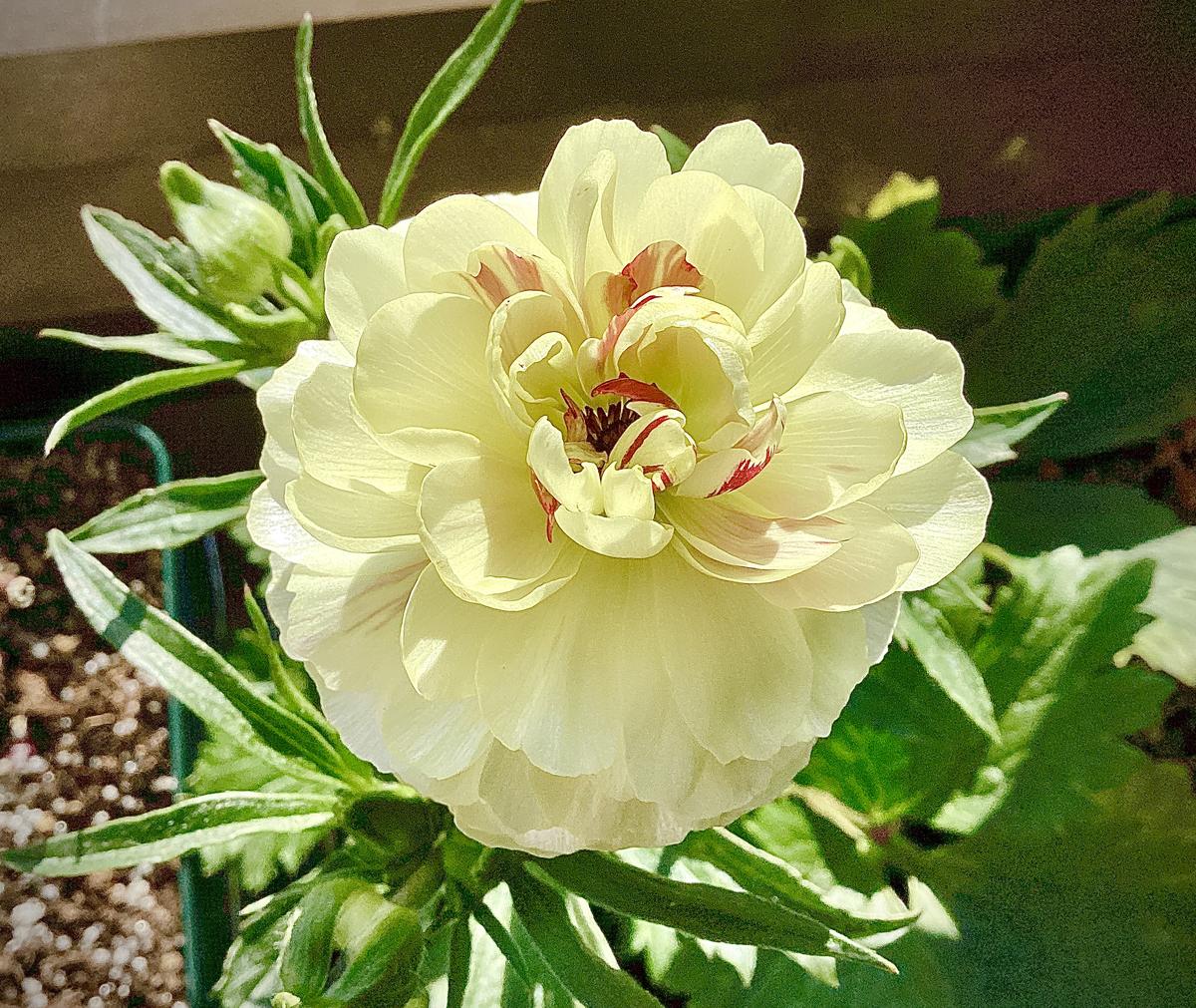 ラナンキュラスラックス・ニノス咲きました🌸 と、クレマチス挿木苗の