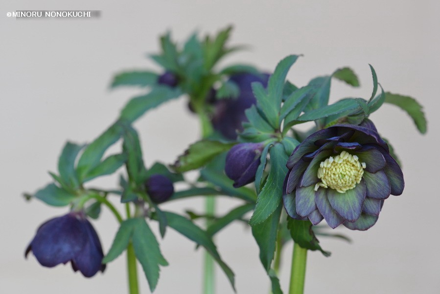 クリスマスローズの原種（H.クロアチクス?）｜園芸日記by野々口稔