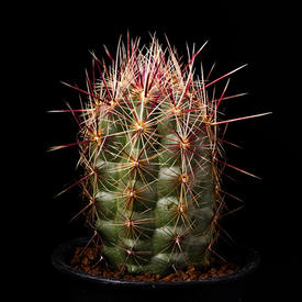 フェロカクタス'黄金冠'の基本情報・育て方｜多肉植物・サボテン図鑑