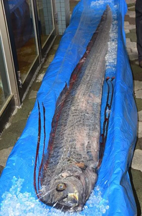 写真】深海魚 リュウグウノツカイ (3/7) | 時事通信ニュース