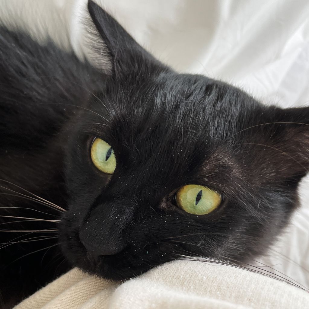 3/10芝浦】ふわふわもっちり半長毛♪なでなで大好き | 雑種（ミックス