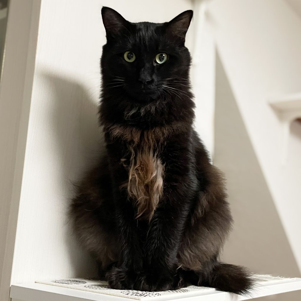 3/10芝浦】ふわふわもっちり半長毛♪なでなで大好き | 雑種（ミックス