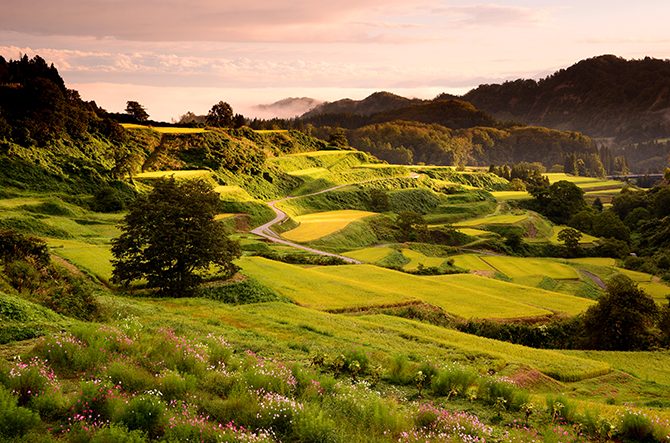 全国】日本の美しい棚田29選。目の前に広がる棚田が絶景すぎる