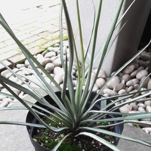 ユッカ・ペリクローサ 7号 - 植物と暮らす m-plant