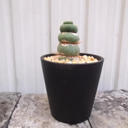 ユーリキニア・カスタネア スピラリス 3.5号 - 植物と暮らす m-plant