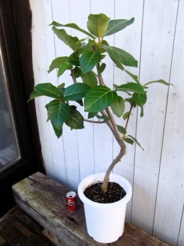 フィカス・グランディス 8号 - 植物と暮らす m-plant