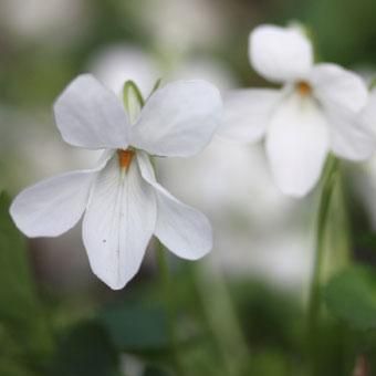 白花タチツボスミレ - 山野草・高山植物の通信販売店｜岩崎園芸ネット