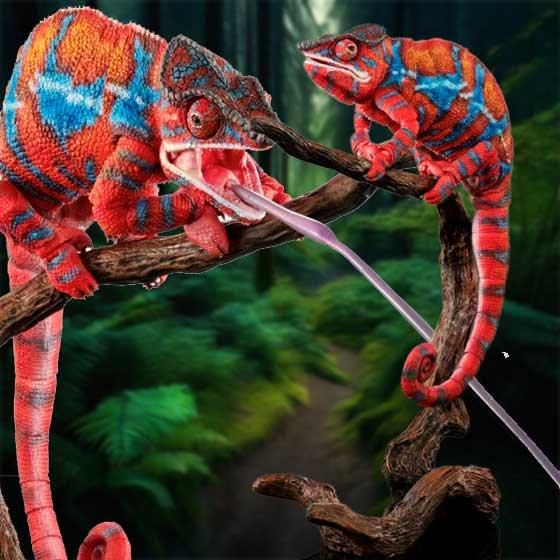 いきもの大図鑑プレミアム パンサーカメレオン（アンビローブ・レッド）