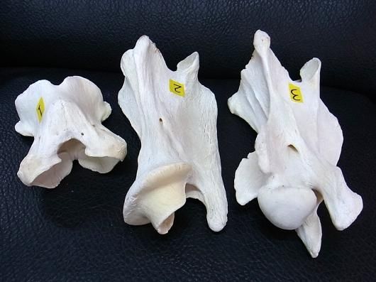 ☆即納！ケープキリン Giraffe 首の骨 第一・第二・第三頚椎 3点セット