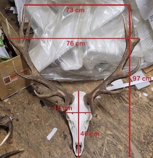 ヨーロッパ アカシカ Red deer ♂ スカルホーン B - 頭骨・骨格標本