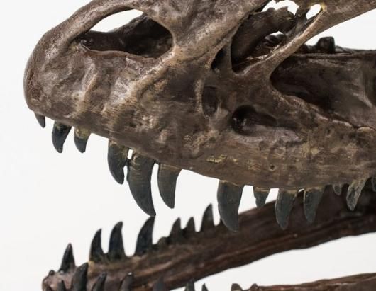 ☆高品質！3Dスキャン 複製 ☆ケラトサウルス 頭骨 1/2スケール - 頭骨
