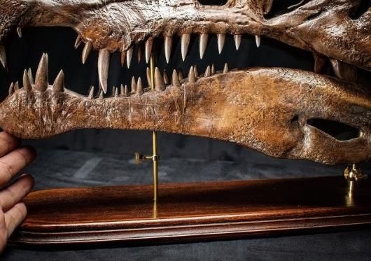 ☆高品質 スピノサウルス 頭骨（レプリカ）※台座付き - 頭骨・骨格標本