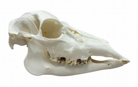 高品質！ベトナム ニホンジカ（メス）の全身骨格標本 - 頭骨・骨格標本