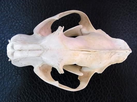 即納☆ 超貴重！絶滅危惧種 ジャワヒョウ ♂ 頭骨 ※登録票付 - 頭骨