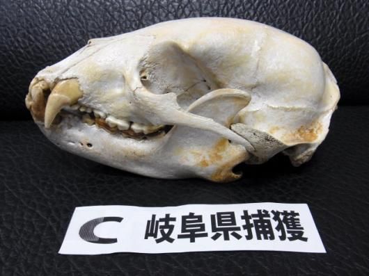 即納☆お勧め！☆ツキノワグマの頭骨 ☆C 岐阜県捕獲 - 頭骨・骨格