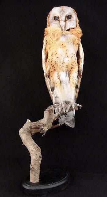 即納☆ メンフクロウ 剥製 ☆レア - 頭骨・骨格標本・剥製販売 【Core