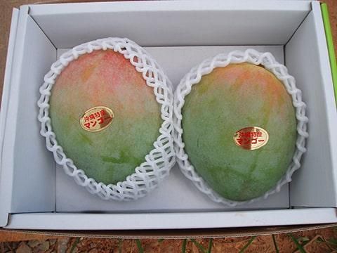キーツマンゴー秀品 約1.5kg - 沖縄マンゴー直売【おきなわんふるーつ園】