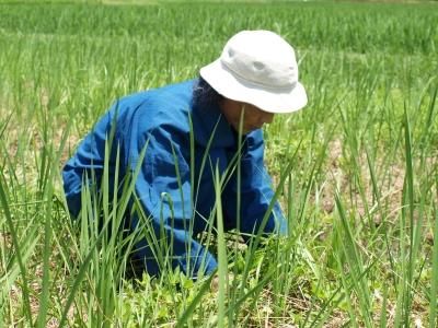 自然農という生きかた 川口由一＋辻 信一 - ナマケモノ倶楽部 ウェブ