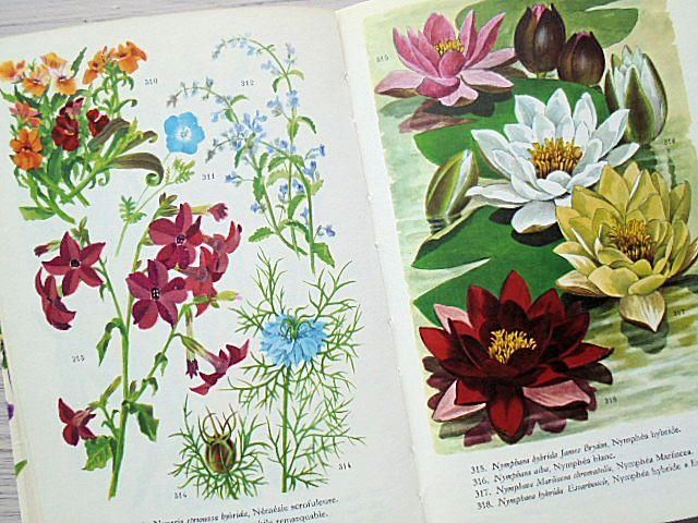 FLEURS DE JARDEN | フランスの庭の花図鑑 - 外国の古くてかわいい絵本