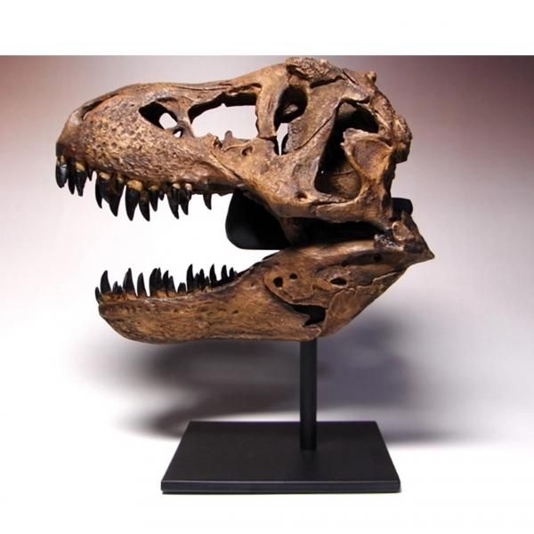 サーベルタイガーのレプリカ 【リアルカラーバージョン】