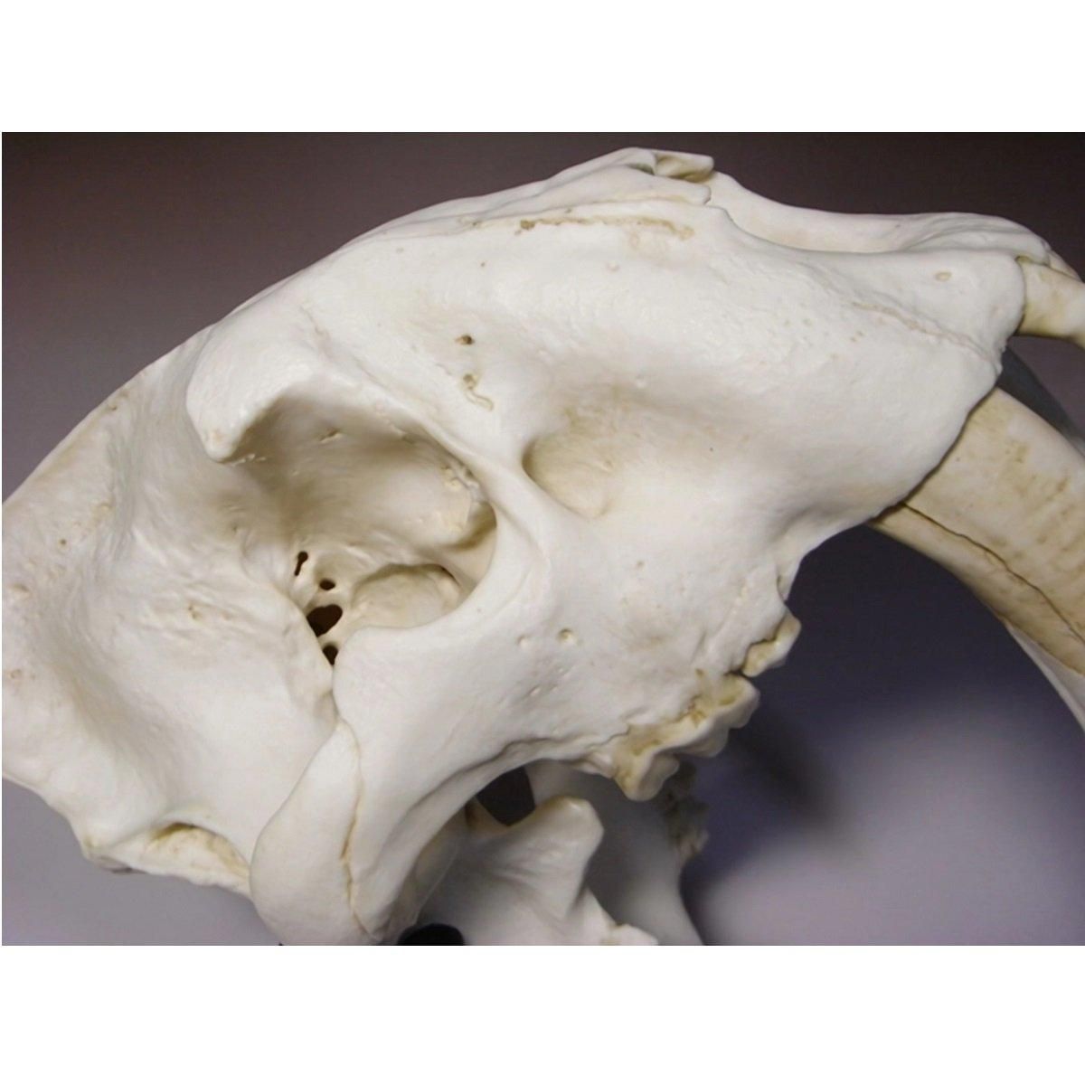 サーベルタイガーのレプリカ 【リアルカラーバージョン】