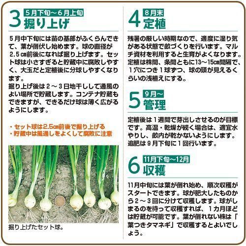 セットタマネギ／ホームタマネギ専用の種【シャルム】〔F1〕 - 種の