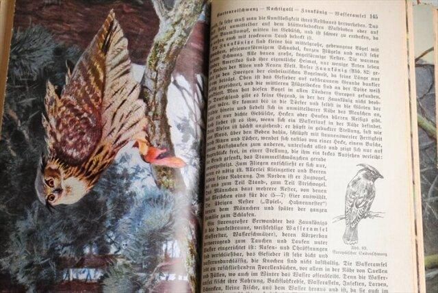 アンティークドイツ製動物図鑑 1930年代の雰囲気