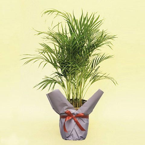 観葉植物 アレカヤシ 8号 - 花・花束・胡蝶蘭｜ローランズ フラワー