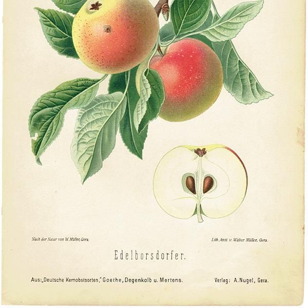 ドイツの果実学 リンゴ 植物画 アンティーク ボタニカルアート 1894年 1003