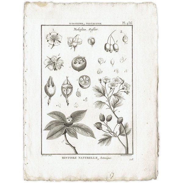 モノクロ ボタニカルアート Mefpilus セイヨウカリン 植物画 1793年
