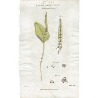 ボタニカルアート（植物画）Botanical アンティーク ヴィンテージの