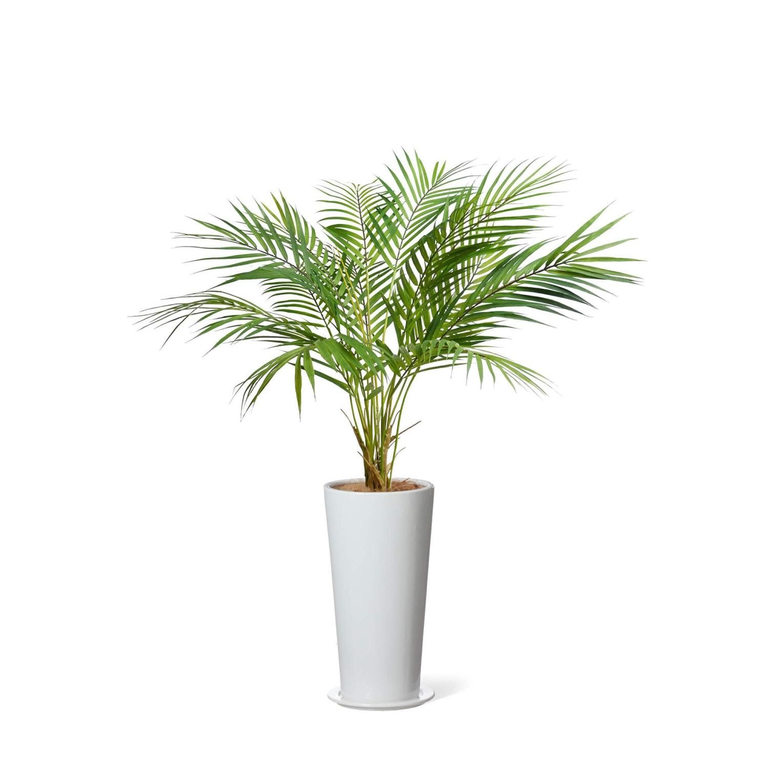 アレカヤシの観葉植物 フェイクグリーン | 造花専門店プリマ