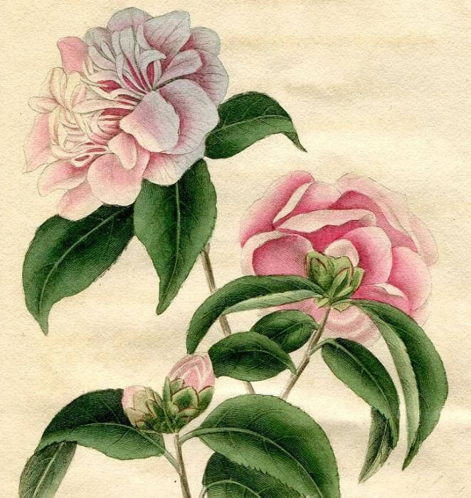 1819年 Curtis Botanical Magazine No.2080 ツバキ科 ツバキ属