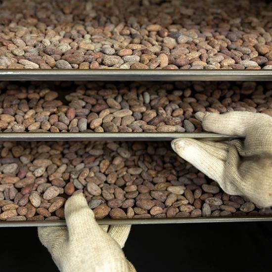 ビーントゥーバー（マダガスカル） - 山奥チョコレート 日和