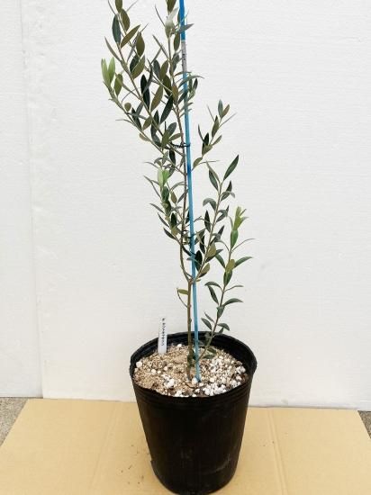 St.Catharine セントキャサリン／7号／SC-7-001｜オリーブ苗木｜小豆島