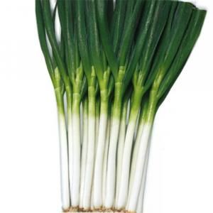 取り寄せ】羽緑2号一本太【トーホク種苗】 コート5000粒 - ネギ参謀